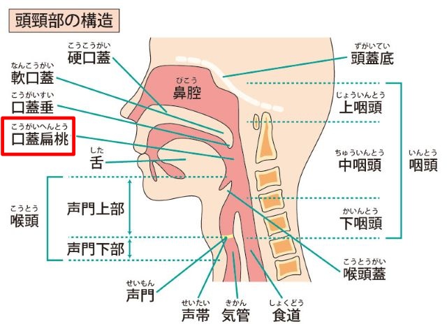口蓋扁桃の位置と喉の構造