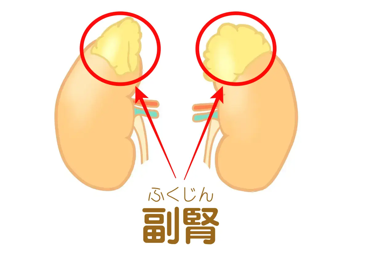 副腎の位置とストレスホルモンの働きを示したイラスト
