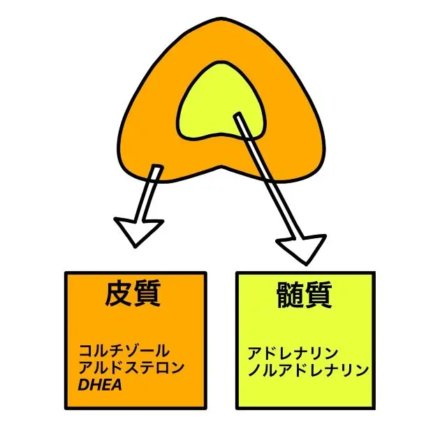 副腎皮質と副腎髄質から分泌されるホルモンの働きを示した図
