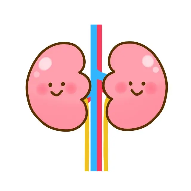 腎の働きを説明する図