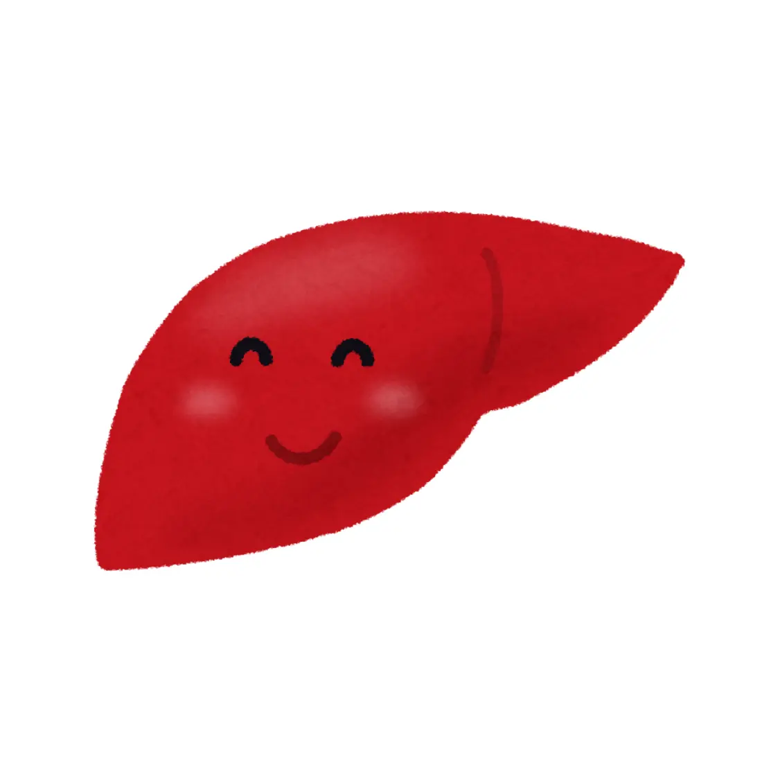 肝臓のイラスト