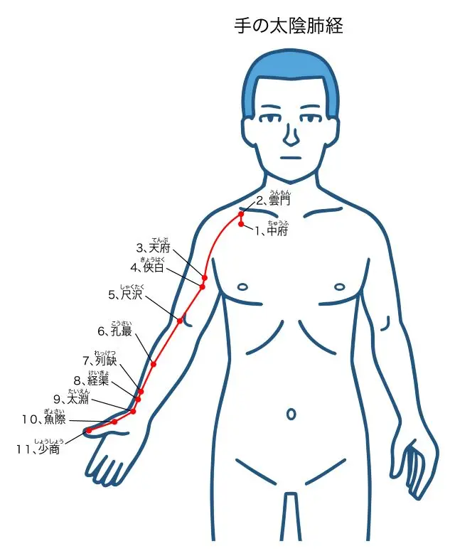 肺の経絡が腕を通り親指までつながることを示したイラスト

