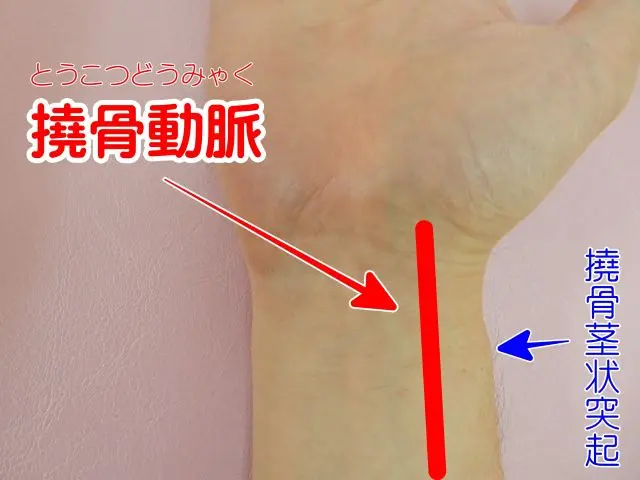 右手首の脈を診る位置と橈骨茎状突起の場所を示した図