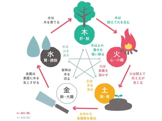 東洋医学の五臓の関係を示した図