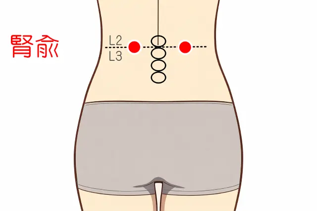 腎虚や副腎疲労と関係が深いツボ「腎兪(じんゆ)」の位置