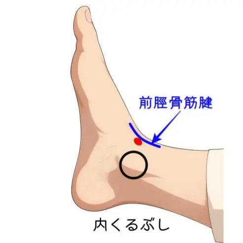 血流を整え胃腸の働きを助けるツボ「中封」の位置