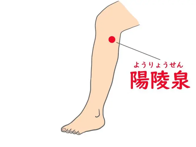 ばね指に効くツボ「陽陵泉」の位置を示した図