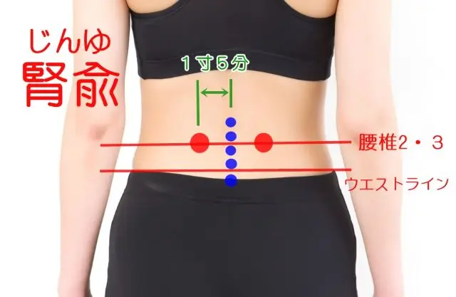 副腎と関係が深い腎兪（じんゆ）のツボ位置
