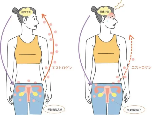 更年期における女性ホルモンと自律神経の関係を示すイラスト
