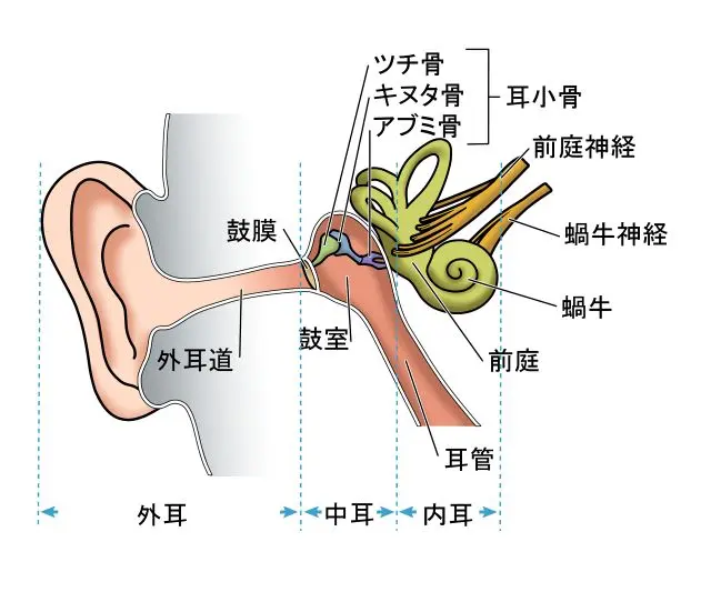 末梢性めまいに関係する内耳の構造イラスト