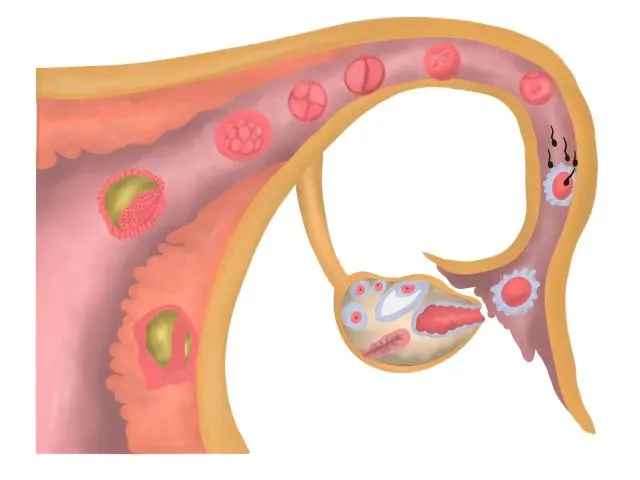 排卵・受精・着床の流れを示すイラスト