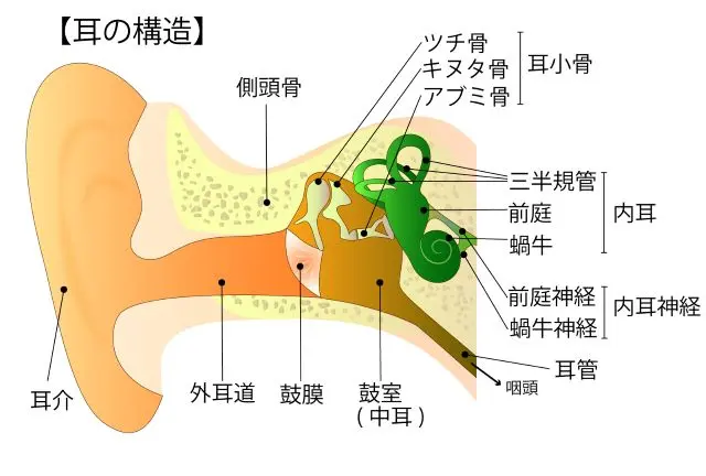 耳の構造（蝸牛・前庭器）を示す図