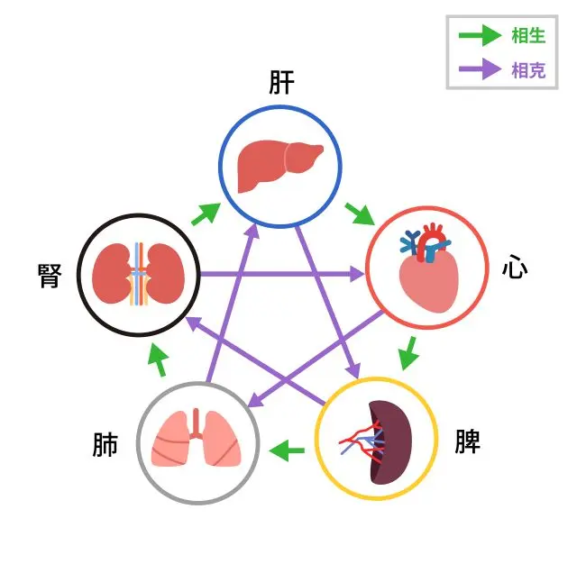 五臓のイラスト