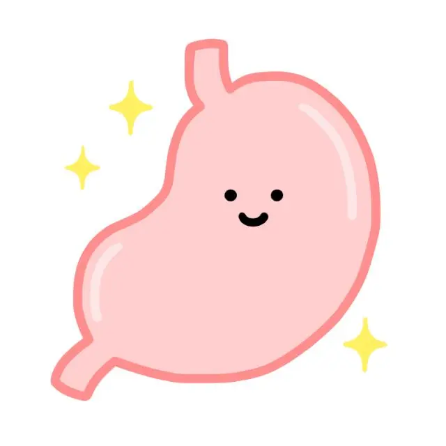 胃のイラスト