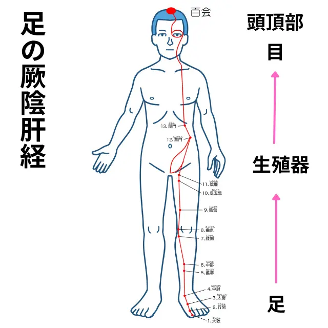 足の厥陰肝経の図