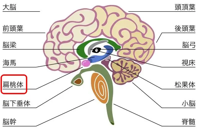 扁桃体の位置を示す脳の図