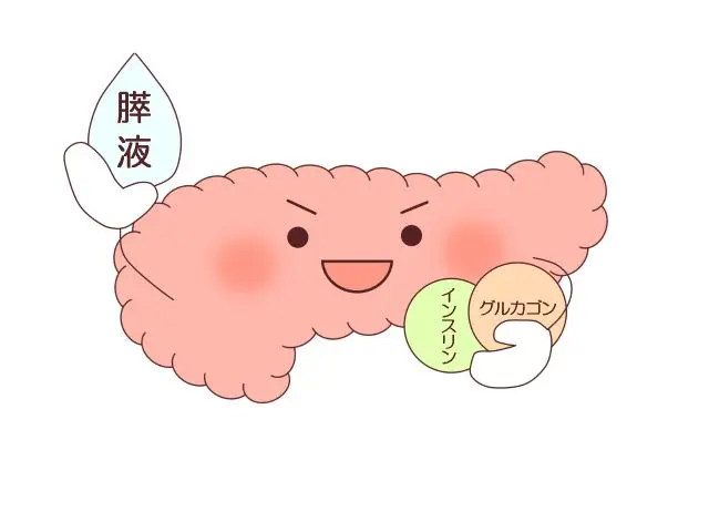 膵臓とインスリンの関係を示した図