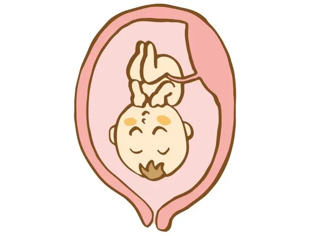 子宮の中に赤ちゃんがいるイラスト