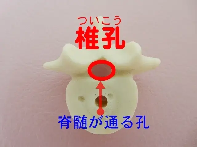 椎孔の位置を示す画像