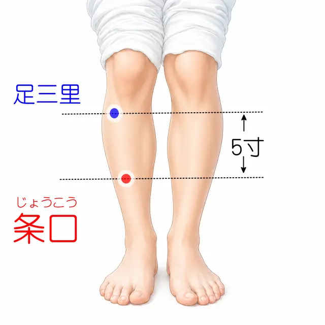 条口の位置を示す人体図