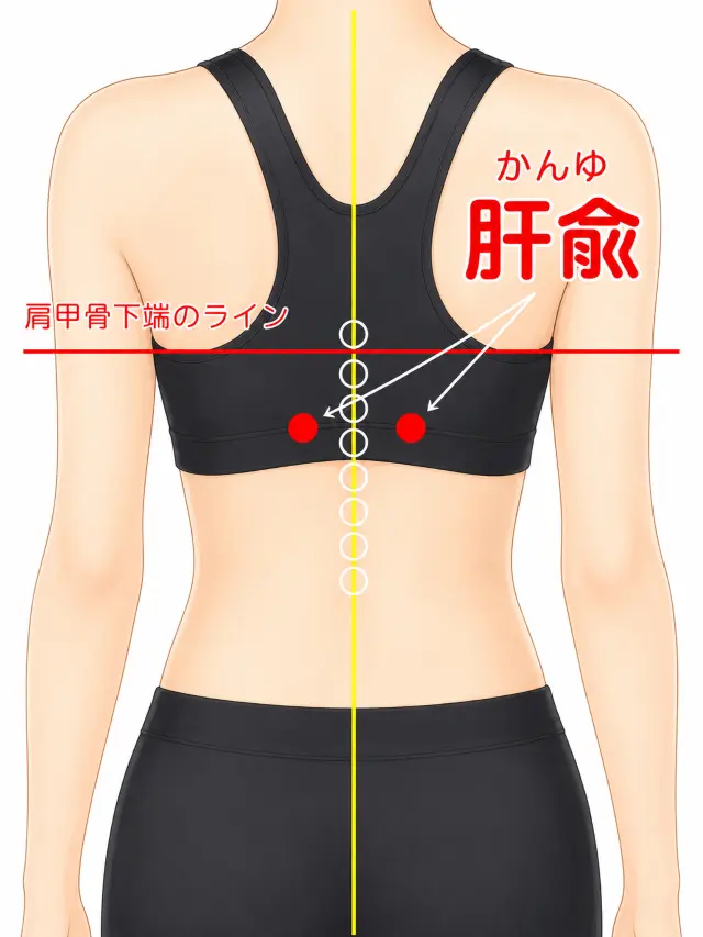 肝兪の位置を示す図