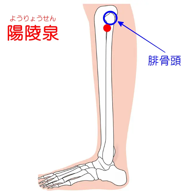 陽陵泉の位置を示す人体図