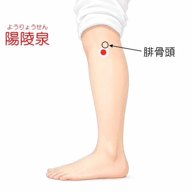 陽陵泉の位置を示す人体図