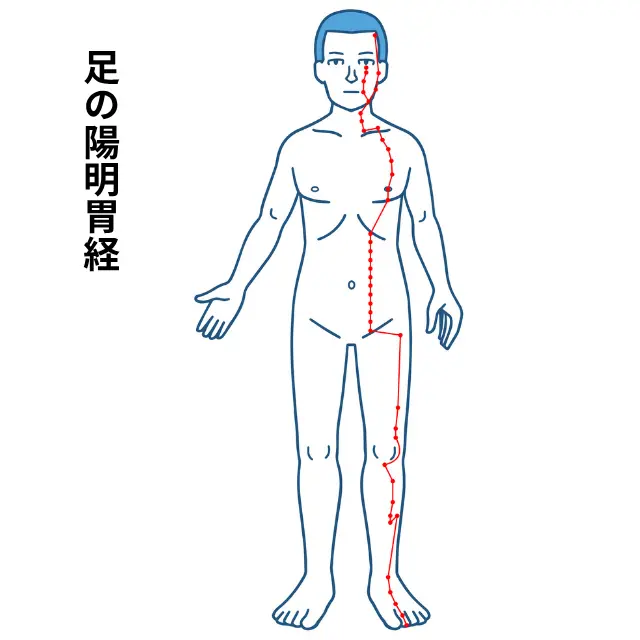 足の陽明胃経の流れを示した人体図