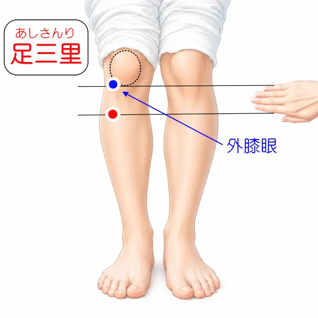 足三里の位置を示した人体図