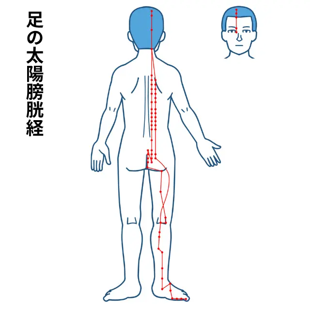 足の太陽膀胱経の流れを示す人体図