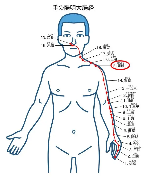 手の陽明大腸経の流れを示す人体図